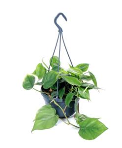 Филодендрон Сканденс подвесной, уп. (D-15) Филодендрон Сканденс подвесной, уп. (D-15)