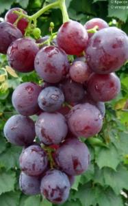 Виноград плодовый Рошфор С2 (ранний, ягода округлые, темно-синии)