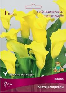 Калла Кэптин Морелли (желтый, 1шт, 14-16)
