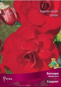 Бегония махровая Скарлет 2шт.4-5