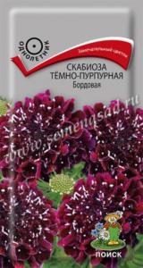 Скабиоза тёмно-пурпурная Бордовая (ЦВ) (