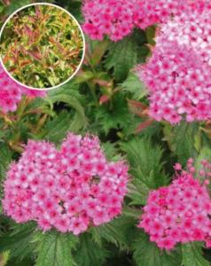 Спирея японская Криспа С3