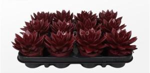 Эхеверия Агавоидес Красная Бордо С8,5 Н12,5