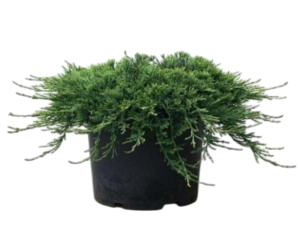 Можжевельник горизонтальный Вилтони С3 (ГРС)