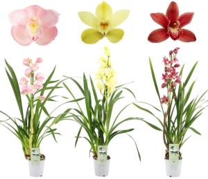 Цимбидиум Микс 1 цветонос С12 Н50