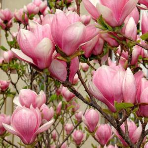 image (32)