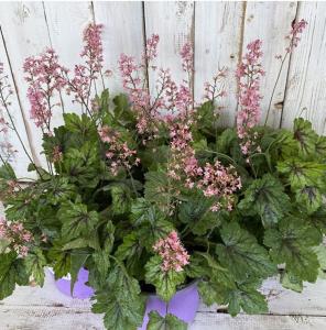 Гейхерелла 