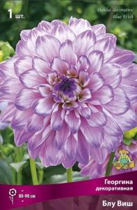 Георгина декоративная Блу Виш (80см, от белого к фиолетовому от центра наружу, 1шт, I)