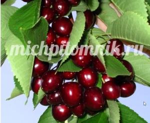 Черешня Мичуринская поздняя (Питомник Грезневых)