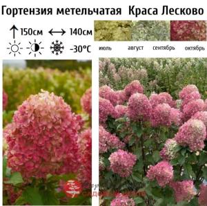 Гортензия метельчатая Краса Лесково С3