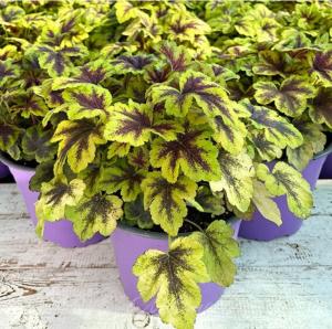 Гейхерелла 