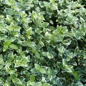 Бересклет форчуна Эмеральд Гаити C5 Шт 1