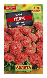 Астра Гном красная (Аэлита)