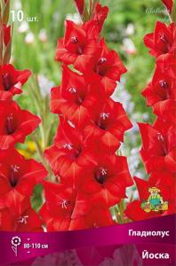 Гладиолус крупноцветковый Йоска 10шт (цветок красный с оранжевым отливом, 10/12)