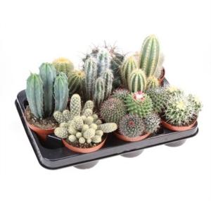 Кактус Микс С10,5 Н22,5