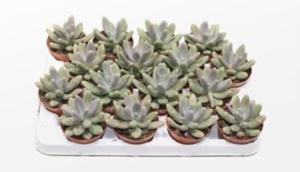 Пахифитум Даймонд, комп. (D-9) Пахифитум Даймонд, комп. (D-9)