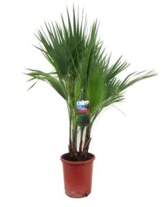 Вашингтония Робуста, кор. (D-21; H-110) Вашингтония Робуста, кор. (D-21; H-110)