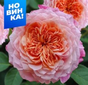 Роза Мияби 1шт шраб (парковая) (Сем Алт)