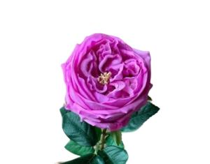 Искусственные цветы Роза из силикона h72см