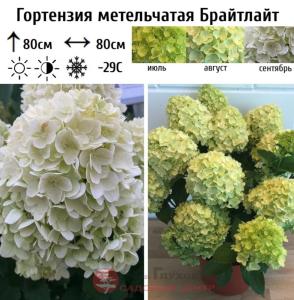 Гортензия метельчатая Брайтлайт С5 НАп-23