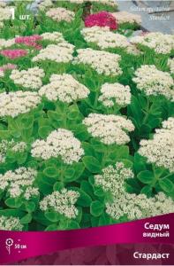 Седум видный Стардаст (цветки белые, пушистые, 1шт, I)