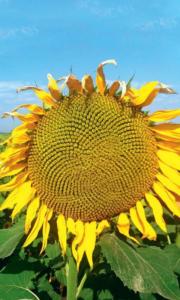 Подсолнечник Кондитерский (УД)