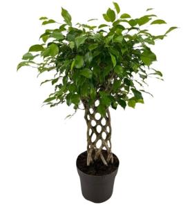 Фикус Экзотика Mат 24см Фикус Экзотика Mат 24см