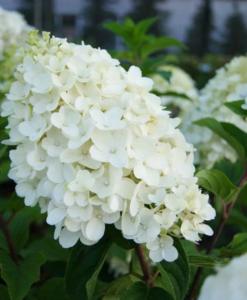 Гортензия метельчатая Сильвер Доллар с3