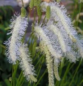 Кровохлебка Альбифлора С3 (Питомник Малахит)