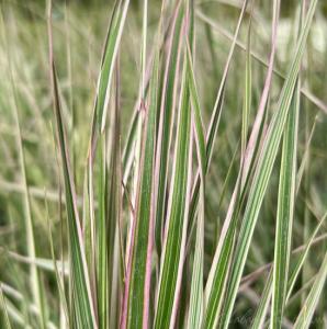 Скриншот 22-05-2025 083949