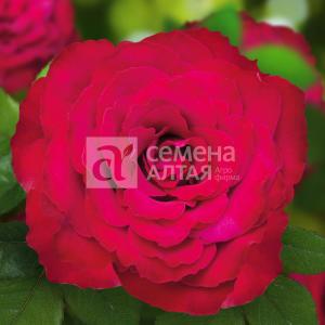 Роза Родос 1шт чайно-гибридная (Сем Алт)