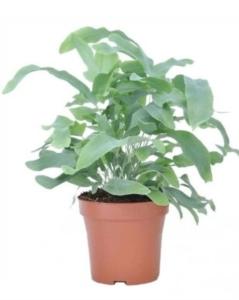 Флебодиум Блю Стар, комп. (D-12) Флебодиум Блю Стар, комп. (D-12)