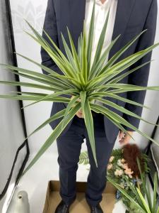 Искусственные цветы Юкка садовая Н44см  