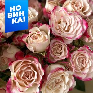 Роза Рефлекс 1шт спрей (Сем Алт)