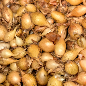 Лук-севок Стурон желтый 821 20кг ГолландияРоссия Лук-севок Стурон желтый 821 20кг ГолландияРоссия