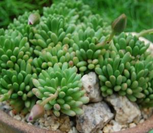 Анакампсерос Марлота D8,15 H14