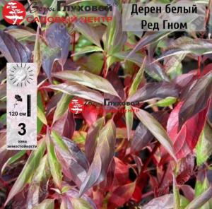 Дерен белый Ред Гном С3 ГлХ