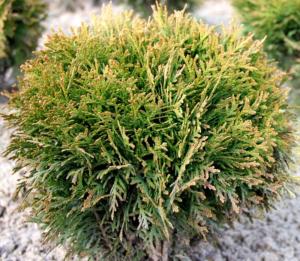 Туя западная Даника (Thuja occ. Danica С3)
