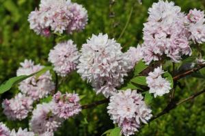 Дейция гибридная Пинк Пом-Пом (соцветия белые, махровые)