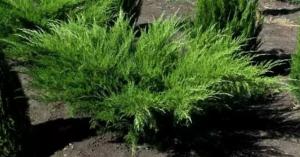 Скриншот 21-04-2026 113232