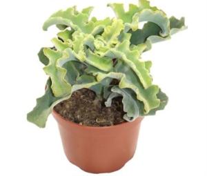 Каланхое Мальтийский крест С12 Н18