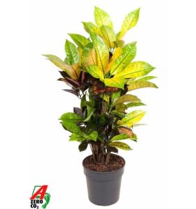 Кротон Миссис Айстон Бранч