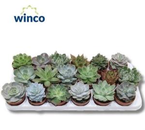 Эхеверии Микс (18 ложек) 8,5см Эхеверии Микс (18 ложек) 8,5см