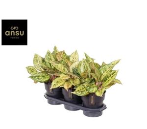 Aglaonema Mix Exclusive Aglaonema Mix Exclusive