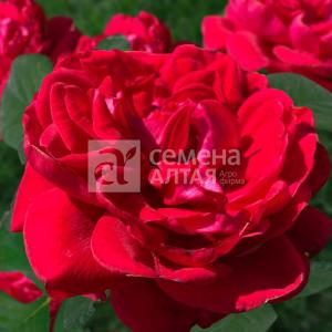 Роза Флорентина 1шт плетистая (Сем Алт)