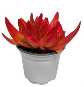 Крассула Он Файр С9 Н12