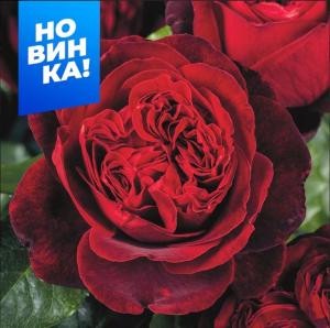 Роза Адмирал 1шт чайно-гибридная (Сем Алт)