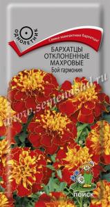Бархатцы отклоненные махровые (Тагетес отклонённый) Бой гармония ( ЦВ) (