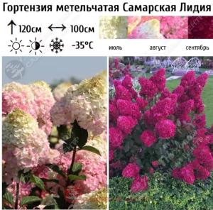 Гортензия метельчатая Самарская Лидия С15 ГлХ