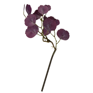 ветка эвкалипта